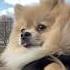 НГ через одно место Pomeranian смешныеживотные шпиц шпицы Pomeranianspitz Dogblogger