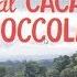 Dal Cacao Al Cioccolato The Fair Trade Cocoa Journey