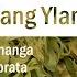 DoTERRA Ylang Ylang Translated Subtitles