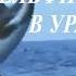 ВСЕ ДЕЛЬФИНЫ В УРАГАН В УРАГАН ПЕСНЯ СССР КОТОРОЙ НИКОГДА БОЛЬШЕ НЕ БУДЕТ