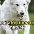 The White Swiss Shepherd Dogs Whiteswissshepherd