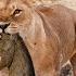 Unbelievable Brave Warthog Parents Is Determined To Chase And Attack Lion To Get Their Baby Back