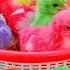 Catch Cute Chickens Colorful Chickens Rainbow Chicken Rabbits Cute Cats Ducks Animals Cute 67