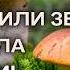 Шукаю БІЛЯКИ Рижики Треба пораду по Лисичках Куди я зайшла Знаходжу кістки Збираю Гриби 91