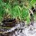 Sleep Immediately With Heavy And Melodious Bamboo Forest River Rushing River Sounds For Relaxation