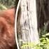 Bigfoot Captured In Wild Viral Video By Terrified Hiker Scariest Moment Of My Life