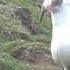 Seagull Swallows A Whole Rabbit On Welsh Island