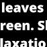 Crickets And Rain On Forest Leaves At Night Sound Only Black Screen Sleep Study Relax Nature