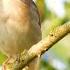 Der Gesang Der Nachtigall Singing Nightingale Nationalpark Unteres Odertal