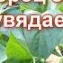 Так мало кто делает когда увядает сладкий перец Чем полить и подкормить перцы если листья увядают