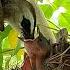 Hungry Chicks Yellow Bented Bulbul