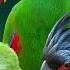 Most Amazing Parrots On Earth Colorful Birds Relaxing Nature Sounds Stress Relief 4K HDR