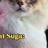 Bts Cat Suga Vs Mafia Suga Mafia Suga Shorts Bangtan Yoongi Cat Bighitarmycottage