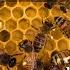 Sounds From Inside The Bee Hive Healthy Honey Bee Sounds ASMR The Brood Frame Healthy Resonance