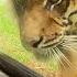 Cubs Meet Adult Tiger For The First Time Tigers About The House BBC Earth