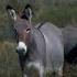 Nature Wild Burros Of Texas