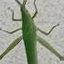 Grasshopper Wall Walking Youtubeshorts Fypシ Viral Nature Buglovers Wildlife Rabbit