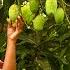 So Many Mangoes In The Tree Cook It Or Not Indeed You May Eat Them In Raw Traditional Me