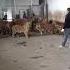 Feeding A Group Of Tigers