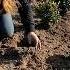 Planting 500 Boxwoods In The Formal Flower Garden They Are GLORIOUS Garden Answer