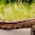 Crocodile On Patrol Crocodile Crocodilattack Animals Animalsattack Wildlife Bbcuntamedbeasts