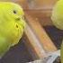 11 Hr Help Quiet Parakeets Sing By Playing This Cute Budgies Chirping Reduce Stress Of Lonely Bird