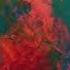 Slenderbodies Anemone Audio