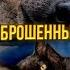 Котенок убежал от своей мамы в зубы собакам Мы с Персом подружились Как погиб Нуар