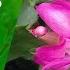 How To Take Care Christmas Cactus