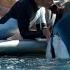 Tilikum Attacks Dawn Brancheau Blackfish Scene