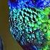 David Attenborough Presents Hummingbirds Jewelled Messengers Free Documentary Nature