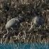 Crane Comeback Wetland Conservation Boosts Birds To Record Numbers