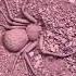 One Of The Most Dangerous Creatures On The Planet Six Eyed Sand Spider