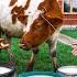 Caucasian Cheese Making From Fresh Milk To Delicious Cheese