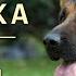 НЕМЕЦКАЯ ОВЧАРКА Плюсы и минусы породы GERMAN SHEPHERD