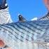 Atlantic Bonito Catch Clean Cook Slow Pitch Jigging