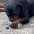 Rottweilers Addiction Crowdedempirekennel Cek Reels Rotwelier Doglover Shorts Rotties