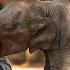 Most Funny And Cute Baby Elephants In Sri Lanka Pinnawala Elephant Orphanage