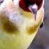 Щегол Пение птиц певчие птицы Goldfinch Singing Birds Songbirds