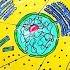 How To Draw Animal Cell With Colour Animal Cell Diagram With Colour