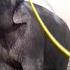 Meet Mary The Elephant Who Uses A Hose And Who Is Wowing Scientists With Her Adept Tool Use