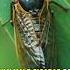 Cicada The Loudest Insect On Earth