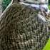 Great Grey Owl Call Big Owl Sounds Bird Nature