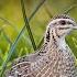 Female Quail Sounds 2024 New Female Batair Sound Female Quail Call New 2024