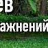 Око Возрождения 5 Тибетцев упражнения для здоровья и энергии