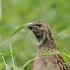 Common Quail APNA Saraiky Channel 1 Birds