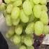 Tip Of The Day Green Seedless Grapes