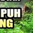 TERNYATA NYANYIAN MURAI BATU HUTAN LEBIH AMPUH MEMANCING EM0SI MELATIH MENTAL FIGHTER