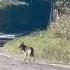 Lupo A Passeggio In Centro A Perino L Esperto Non Lasciate I Cani Liberi