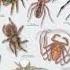 Viral Spidersoftheworld Spiderseason Insects Gagamba Damang Highlights